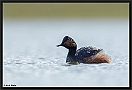 Geoorde fuut, Black-necked Grebe, Podiceps nigricollis Location: Twente, the Netherlands geoorde fuut D2 1581 kopie